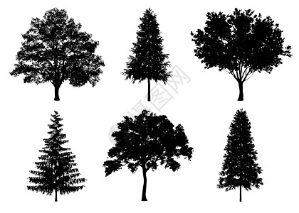 美丽的收藏树剪影和在白色背景上切割与剪裁路径衬套艺术生态绘画树干生长植物松树环境森林图片