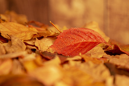橙色的秋天 角视图 紧贴在一片干叶和木制背景上的红色弗吉尼亚爬行者叶子上图片