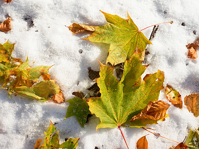 落下绿色和橙色干燥的绿木叶和雪上的蜜蜂叶落叶山毛榉叶颜色冻结橙子冻伤红色季末石头叶子图片