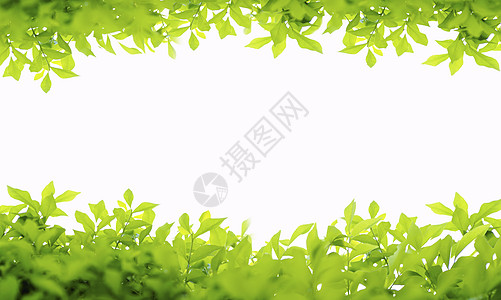 白色背景上孤立的绿叶框架植物边界花园森林太阳绿色公园生长叶子植物学图片