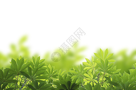 白色背景上孤立的绿叶框架植物花园树叶叶子太阳公园植物学绿色枝条边界图片
