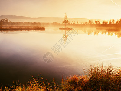 紫色清晨与宁静的水 沼泽湖环境大雾草本植物沼泽压抑荒野分支机构公园沼泽地反射图片