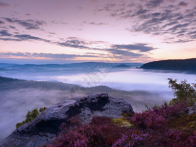 在公园的悬崖上露出粉红色的羊毛灌木 秋雾第一季旅行衬套地平线树叶天空岩石冒险秋令枝条爬坡图片