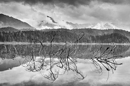 从山湖蓝水中露出落树枝的分枝图片