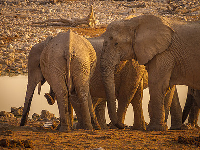 纳米比亚Etosha国家公园一个水坑的大象家庭 )图片
