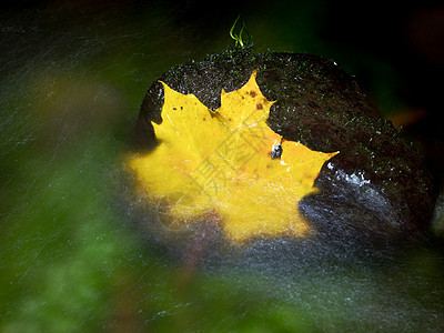 拜萨尔特石上木树上的黄色折断叶叶池塘橙叶红叶水池插图流动植物群想像力蓝色季节图片