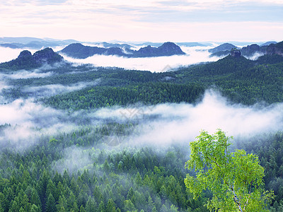 清晨的奇幻黎明 山峰从雾中露出反转风景树叶森林橙子农村反射太阳颜料烟雾图片