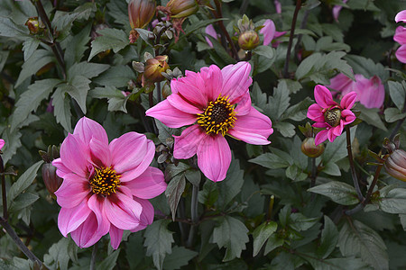 在花朵边框中 紧贴着开花的 Dahlia '紫宝石'图片