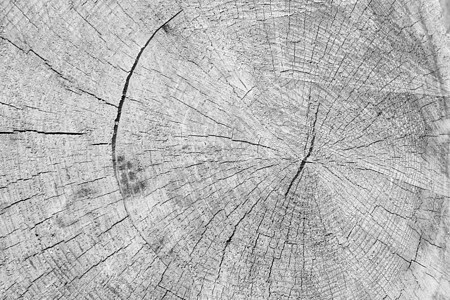 松树纹理的日志森林卡车木头砍伐针叶木材记录材料工业资源图片