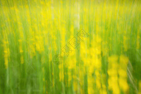 散焦的花和草为背景 模糊和去聚焦的鲜黄花和绿茎图片