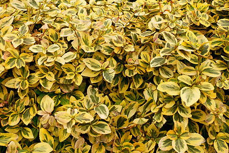 卫矛 黄色和绿色的叶子 称为纺锤体 tre 的卫矛灌木的彩色背景图片