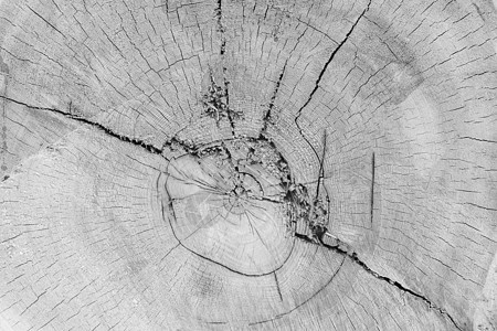单色截面原木纹理松树森林棕色植物圆圈木头树干树桩黑色材料图片