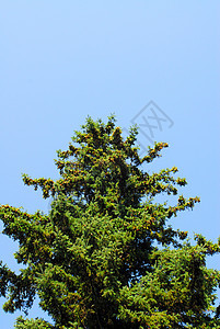 长青树顶端季节环境树木公园乡村针叶松树风景针叶树森林图片