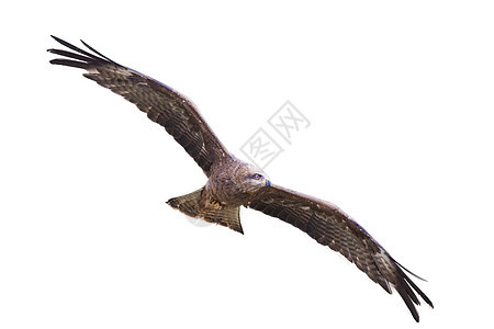 黑基特Milvus 偏头捕食猛禽鸟飞翔荒野野生动物羽毛飞行翅膀猎物动物航班森林风筝图片