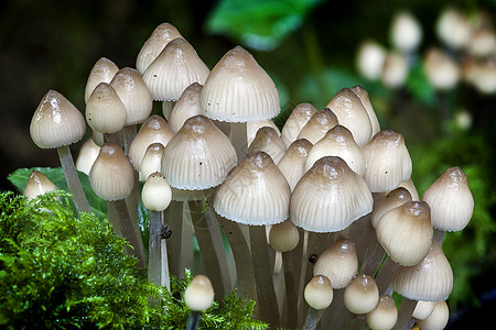 秋天的林地真菌蘑菇季节宏观孢子食物生长树干菌类森林乡村植物图片