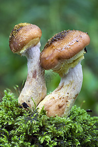 秋天的林地真菌蘑菇食物生长毒菌植物树干宏观森林孢子菌类乡村图片