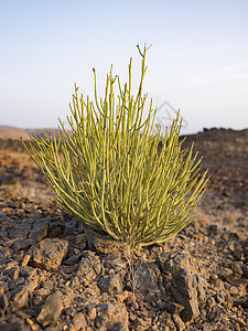 Eoporbia 阿曼苏丹国灌木植物沙漠岩石掌状绿色家庭命令荒野植物科图片