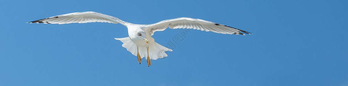 飞翔的海鸥与蓝天对峙 以展翅向上升起图片