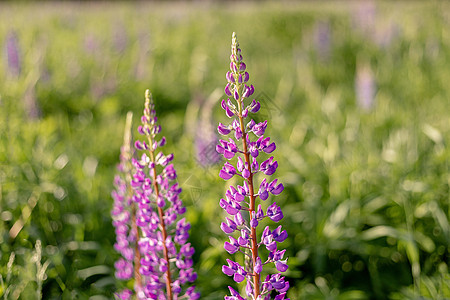 羽扇豆领域与粉红色的紫色花朵 束羽扇豆夏天花背景 盛开的羽扇豆花 羽扇豆的领域 阳光照在植物上 春天和夏天的花 温柔温暖柔和的颜图片