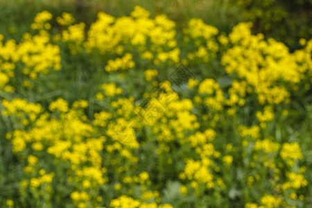黄色春天的花朵纹理季节背景花瓣花园公园植物绿色植物群草地背景图片