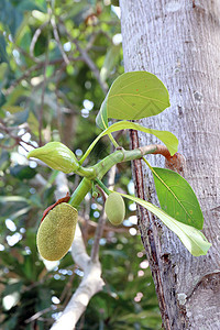 胡萝卜树上的小胡桃叶子食物静物水果种子菠萝蜜生活生长种植者树叶图片