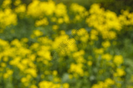 黄色春天的花朵纹理绿色花园植物群植物花瓣公园季节草地背景背景图片