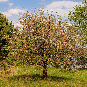 春季的苹果花花花朵白色植物学蓝色季节花瓣粉色植物花园绿色叶子图片