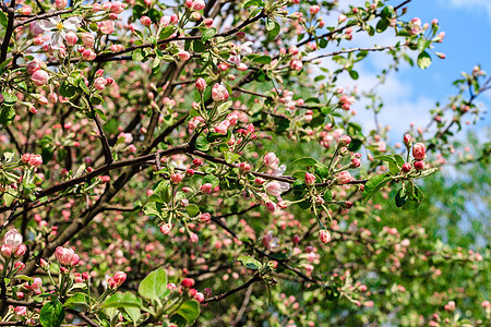 春季的苹果花花花朵花园绿色叶子植物植物学蓝色白色粉色花瓣季节图片