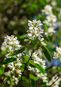 春日樱花的花朵植物季节天空绿色蓝色分支机构白色生长宏观背景图片