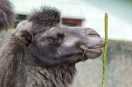 一只骆驼头紧贴着一头骆驼的头 嘴里握着一根棍子图片