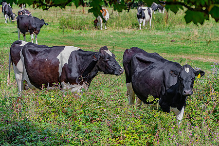 田野中的英国弗里斯牛奶制品黑色奶牛场地白色牧场家畜英语农村草地图片