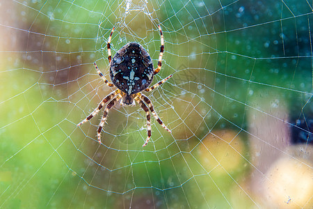 花园蜘蛛野生动物捕食者宏观网络白色蛛网昆虫棕色图片