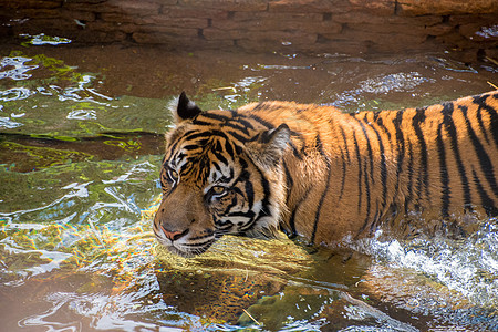 玩水的老虎捕食者毛皮蓝色荒野食肉野生动物动物哺乳动物条纹猫科图片