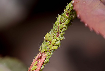 绿蝇虫害控制花园宏观昆虫生物学蚜虫侵扰总科野生动物漏洞图片