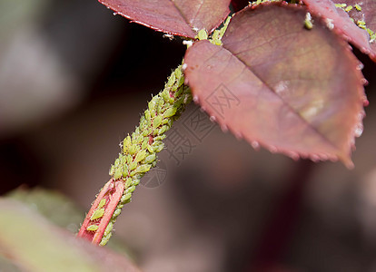 绿蝇虫害叶子控制漏洞害虫侵扰绿色野生动物昆虫植物宏观图片