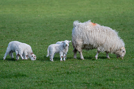 婴儿羔羊和母亲场地羊肉白色草地羊毛农村哺乳动物新生动物农场图片