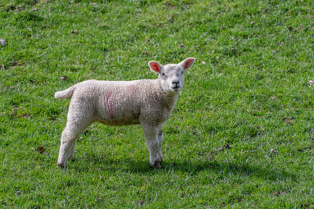 田野中的婴儿羊羔草地羊毛农场羊肉场地动物羔羊农村新生哺乳动物图片
