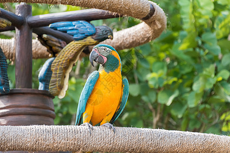 Macaws 面锯热带丛林鹦鹉红色绿色翅膀蓝色黄色野生动物金刚鹦鹉图片