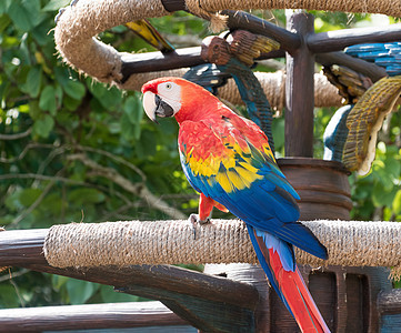 Macaws 面锯宠物绿色蓝色鹦鹉丛林热带羽毛黄色红色野生动物图片