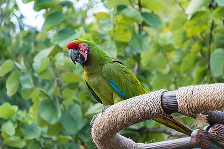 Macaws 面锯黄色羽毛金刚鹦鹉野生动物宠物丛林鹦鹉绿色翅膀红色图片