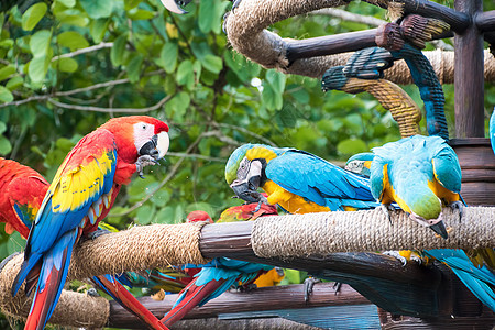 Macaws 面锯丛林鹦鹉绿色红色野生动物羽毛金刚鹦鹉热带蓝色翅膀图片