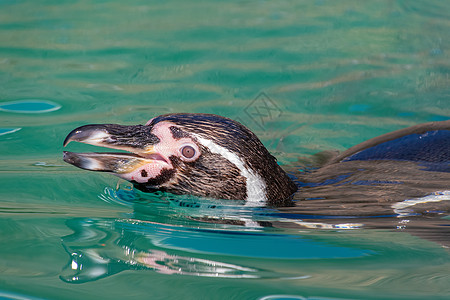 近视洪堡企鹅头部背景企鹅野生动物黑色游泳动物白色蓝色海洋荒野图片