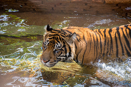 玩水的老虎荒野食肉哺乳动物猫科捕食者蓝色动物白色野生动物毛皮图片