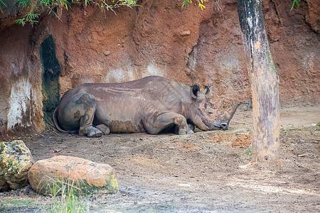 白犀牛食草衬套白色犀牛哺乳动物荒野灰色男性公园国家图片