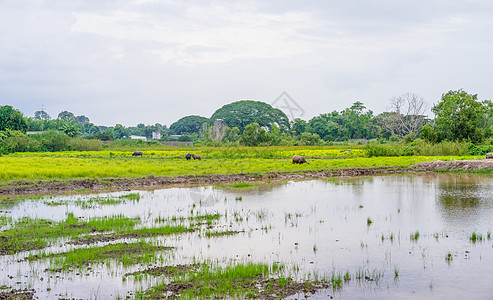泰国水牛在农村绿草地放牧 田间领域农场场地食物荒野旅行喇叭工作热带国家图片