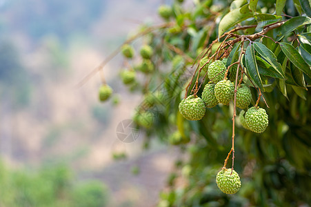 绿色的无树叶礼车荔枝叶子花园食物植物水果热带图片