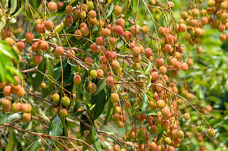 树上挂着成熟的林地果子的照片花园营养荔枝沙漠情调团体食物绿色水果红色图片