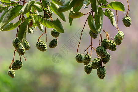 绿色的无树叶礼车水果叶子荔枝植物热带食物花园图片