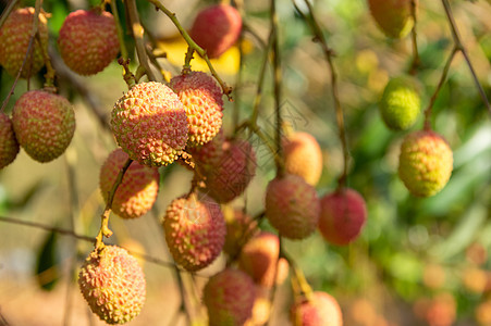 树上挂着的柳叶果实食物植物热带红色绿色情调叶子荔枝花园水果图片