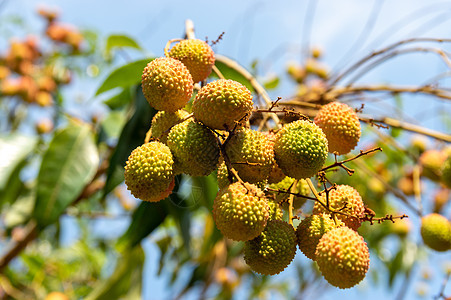 绿色的无树叶礼车植物荔枝食物水果热带花园叶子图片